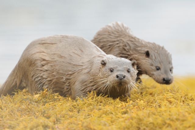 Silbersalz Awards - Best factual series - Lift the Ice - ​​​​Scotland