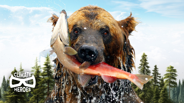 How Grizzlies Feed Trees with Salmon I Climate Heroes