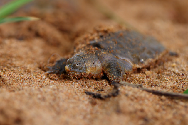  Saving Bhimanama: The Giant Turtle