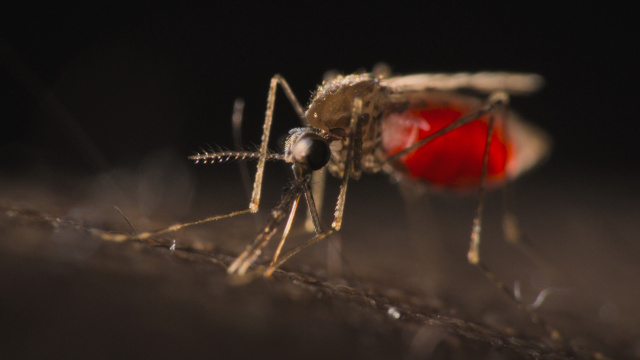 Silbersalz Awards - Best Science Documentary - The battle to beat malaria