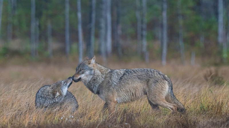 Among the Wolves. Photo: Olivier Larrey Among the Wolves. Photo: Olivier Larrey